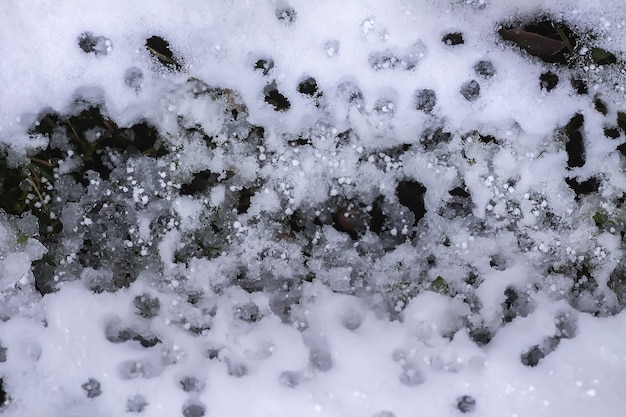 Superfície de neve derretida no solo