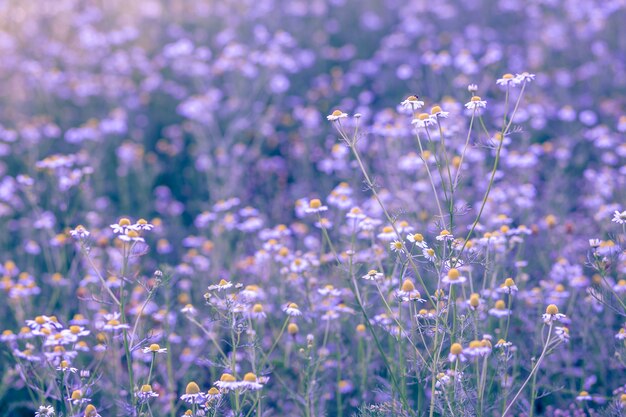 Superfície de primavera de tom roxo