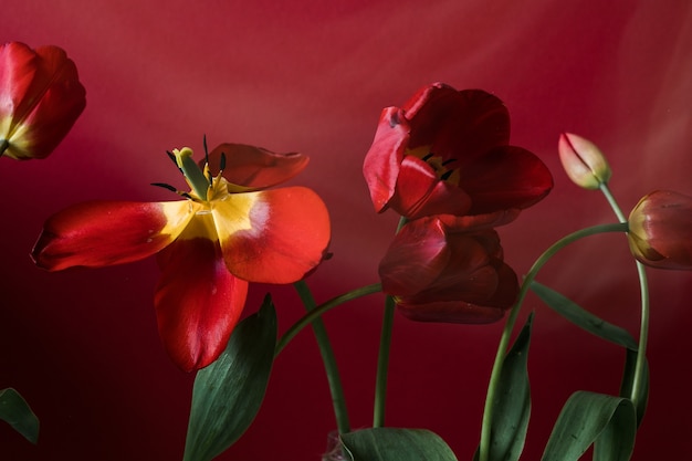 Superfície desfocada abstrata - tulipas vermelhas em um escuro, superfície na parte de trás ou iluminação suave lateral