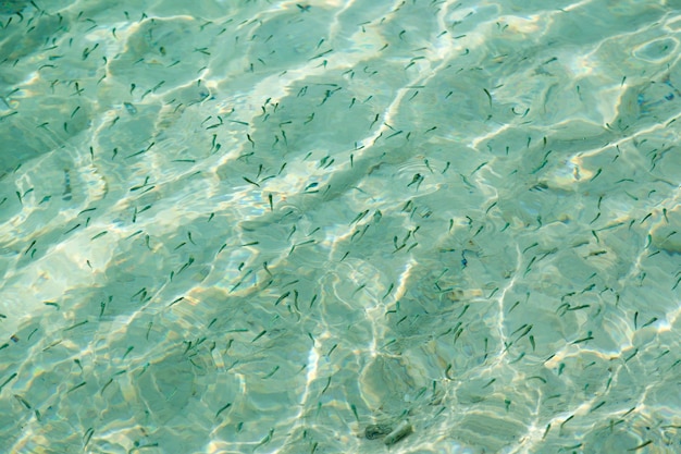 Foto superfície do oceano e ondas marinhas com cardumes de peixes