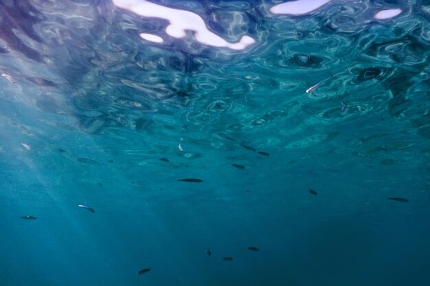 Superfície e peixes subaquáticos da água de fundo azul