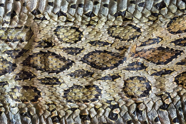 Superfície estampada colorida de pele de cobra.