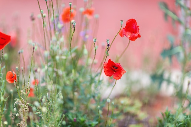 Superficie de flor de amapola roja