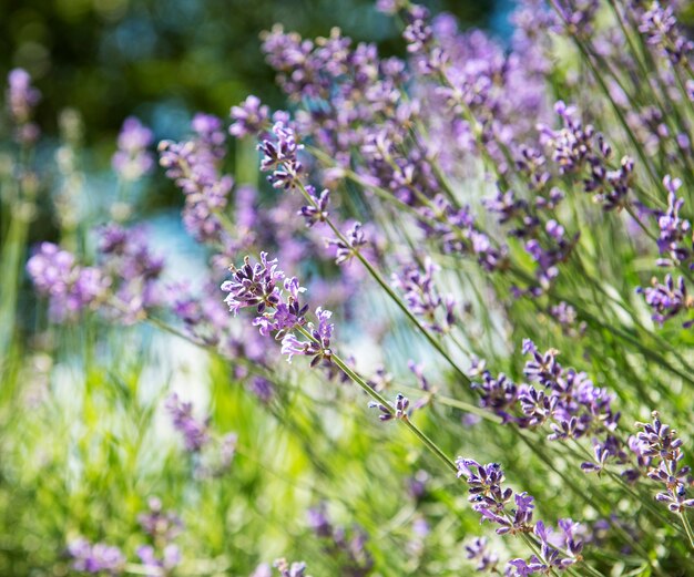 Superficie de la flor natural, vista de la naturaleza de flores de lavanda púrpura que florecen en el jardín.