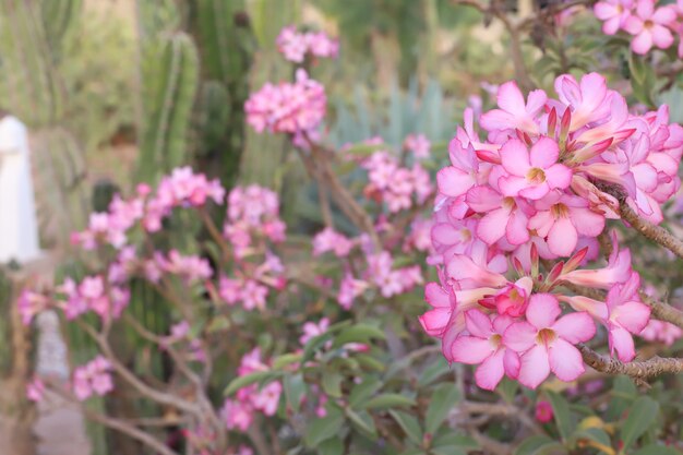 Foto superficie de flores rosadas y hojas verdes