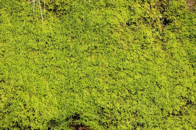 la superficie de fondo de textura de la naturaleza