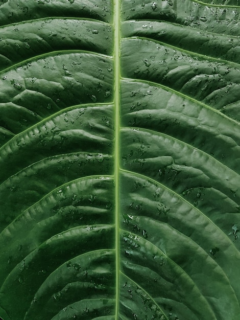 Superficie de la hoja verde como fondo