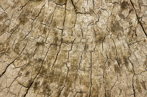 La superficie de una madera vieja para un fondo natural y papel tapiz.