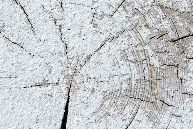 Superficie de madera vieja con grietas de anillos anuales y pintura blanca