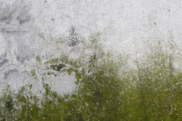 Foto superficie de muro de hormigón agrietado con musgo verde seco para textura de fondo