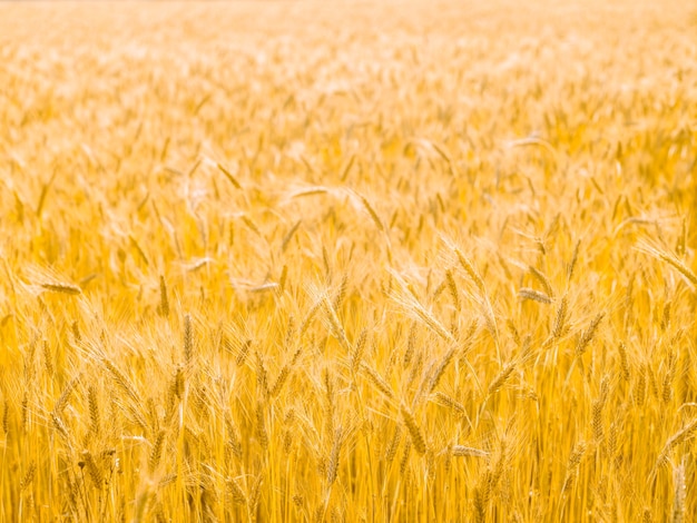 Superficie natural de verano de campo de grano