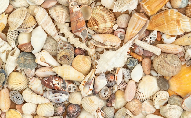 Superficie de la naturaleza de verano de conchas marinas.