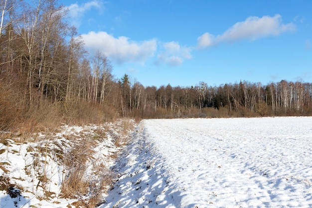 La superficie de la nieve en el campo. La foto fue tomada de cerca en invierno con una pequeña profundidad de campo. Sobre la nieve, golpes y huecos visibles, así como plantas. Cielo azul de fondo