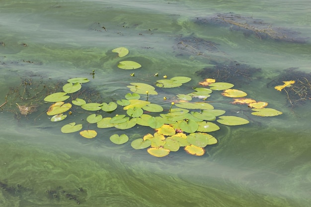 Superficie del río cubierta de lenteja de agua y hojas de lirio Algas verdes en la superficie del agua Protección del medio ambiente