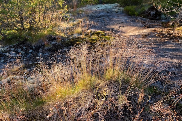 Superficie rocosa cubierta de hierba y musgo al atardecer