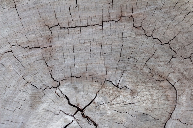 Superfície seca e rachada de madeira