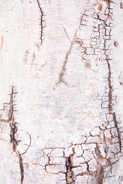 Superficie de la textura Corteza de madera, árbol de corteza de fondo