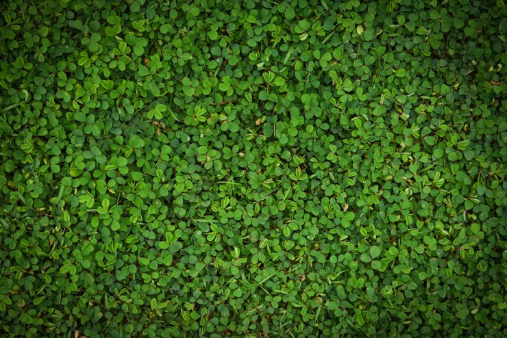 Foto superficie de textura de hojas verdes vista superior de hierba pequeña planta hoja verde fondo de naturaleza