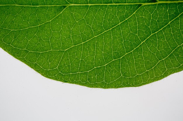 Foto superfície texturizada de folha verde orgânica