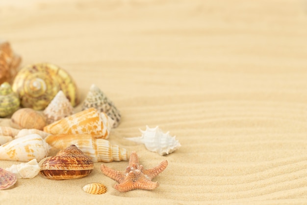 Superficie de verano con conchas en la playa.