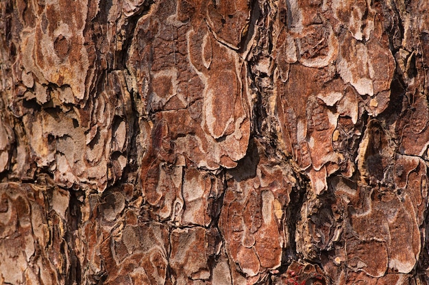 La superficie de una vieja corteza de árbol de caoba (Swietenia mahagoni) de fondo natural