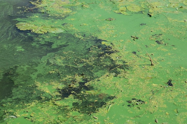 La superficie de un viejo pantano cubierto de lenteja de agua y hojas de lirio