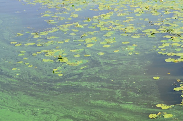 La superficie de un viejo pantano cubierto de lenteja de agua y hojas de lirio