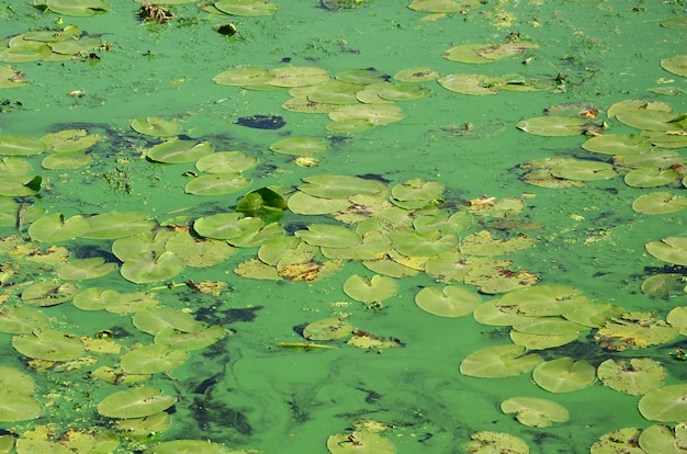 La superficie de un viejo pantano cubierto de lenteja de agua y hojas de lirio