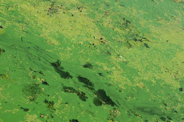 Foto la superficie de un viejo pantano cubierto de lenteja de agua y hojas de lirio