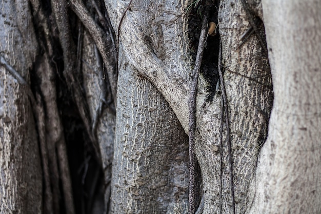 Superficie de la vista del árbol rugosidad. Las ramas de los árboles de la imagen tienen raíces cubiertas.