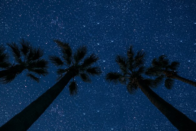 Foto superficies cielo nocturno en el mar con palmeras y estrellas y luna y nubes.