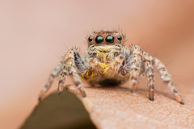 Supermakro springende Spinne auf Blatt