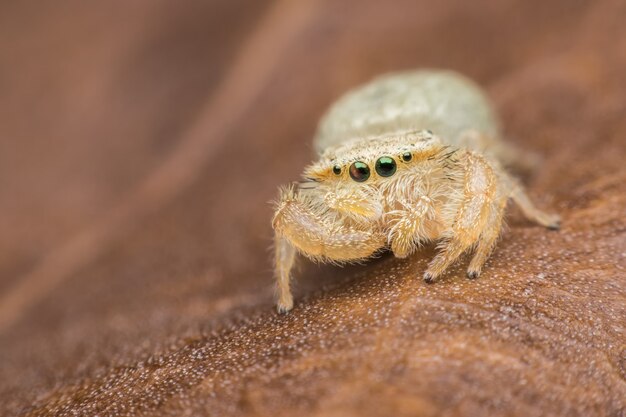 Supermakro springende Spinne auf Blatt