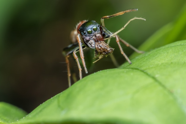 Supermakro Springende Spinne mit Opfer auf grünem Blatt