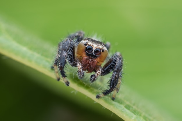 Supermakro Thyene Imperialis oder springende Spinne auf grünem Blatt