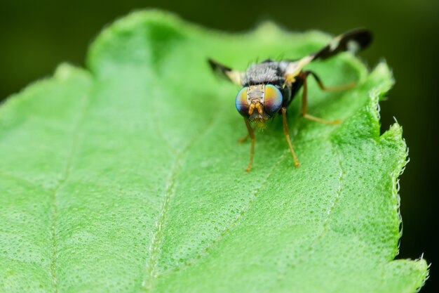 Supermakrofliege auf grünem Blatt