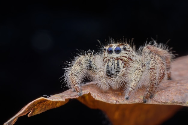 Supermakrofrau hyllus diardi oder springende spinne auf blatt