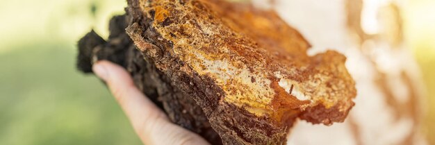 Supervivientes de la mujer y recolectora con las manos recogiendo y forrajeando el hongo chaga que crece en abedul en el bosque. hongos u hongos parásitos de chaga de alimentos crudos silvestres para la medicina alternativa. bandera. llamarada