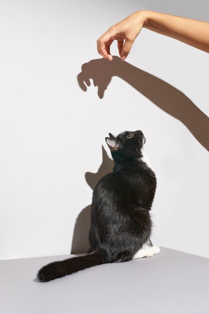 Suporte de gato preto e branco assusta animal de estimação Sombra dura na parede Fundo cinza Banner de clínica de animais Gatinho muito engraçado