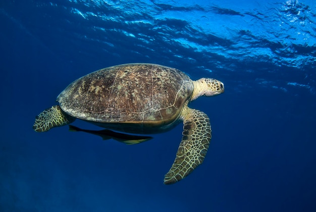 Suppenschildkröte Chelonia mydas im Blau Dahinter schwimmt ein Remora