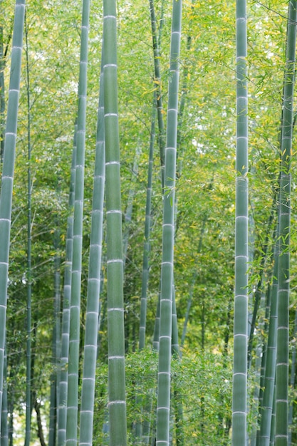 Surco de bambú de Arashiyama, Kyoto, Japón