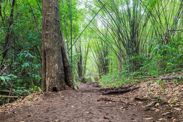 Surco del bosque de bambú