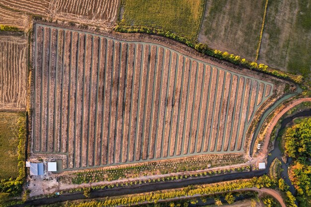 Surco de vista superior de la plantación en tierras de cultivo en campo