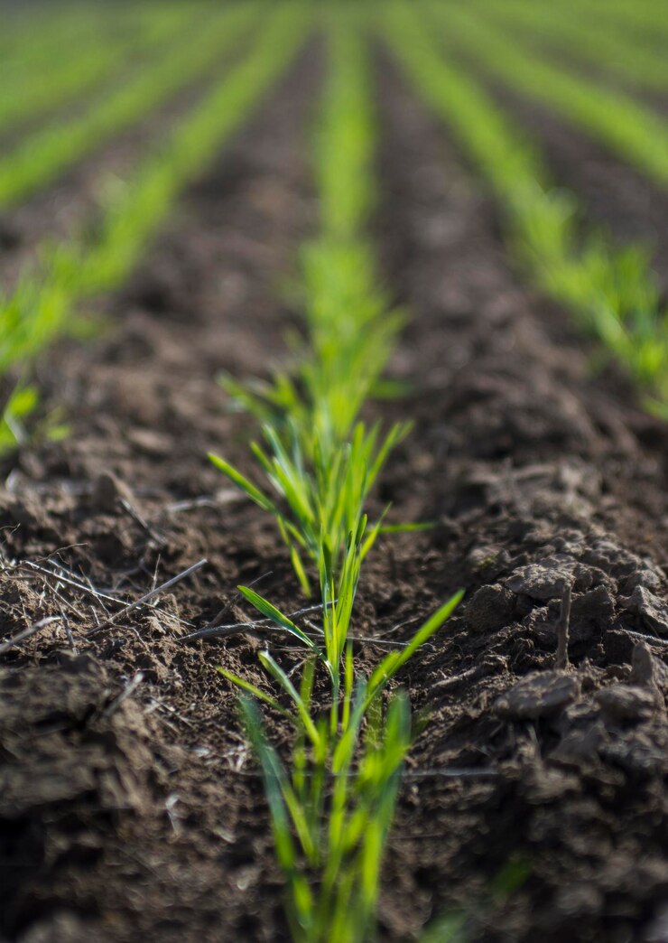 Foto surcos en un campo cultivado provincia de la pampa argentina