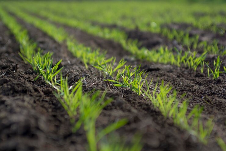 Foto surcos en un campo cultivado provincia de la pampa argentina