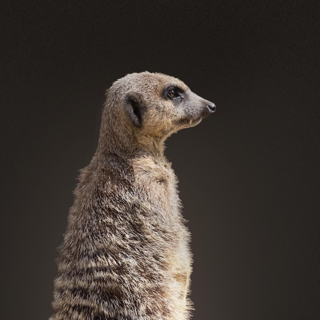 Foto suricata alerta y en guardia