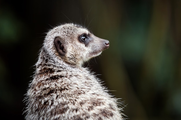 Suricata animal vista cercana