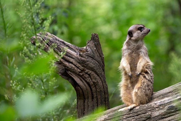 Suricata auf einem Baum