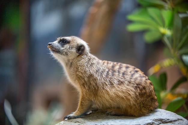 Foto suricata de cola delgada