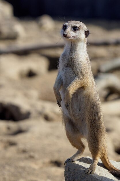 Suricata em guarda Meerkat curioso Suricata suricatta